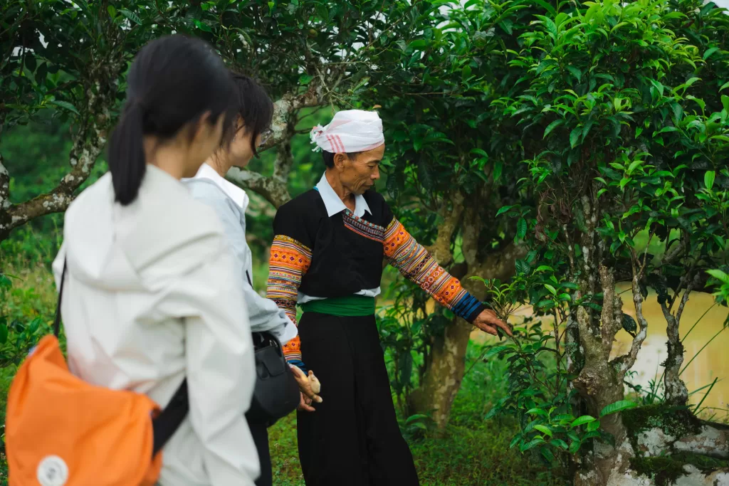 Dragon Tea Giúp Dân Suối Giàng Giữ Lại Rừng Chè Cổ Trước Nguy Cơ  Bị Mối Tàn Phá