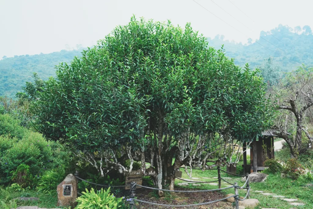 TINH KHIẾT VÀ BIỆT LẬP, TỪ RỪNG CHÈ THỦY TỔ
