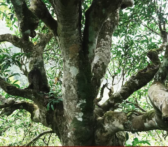 “Hơn 300ha Shan Tuyết cổ thụ – nguồn nguyên liệu quý của Dragon Tea.”