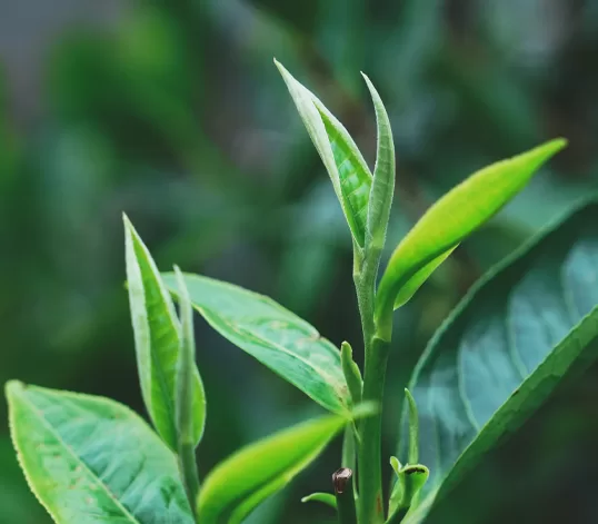 “Búp Shan Tuyết tích tụ dưỡng chất từ khí hậu mát lạnh ~ 1.400m.”