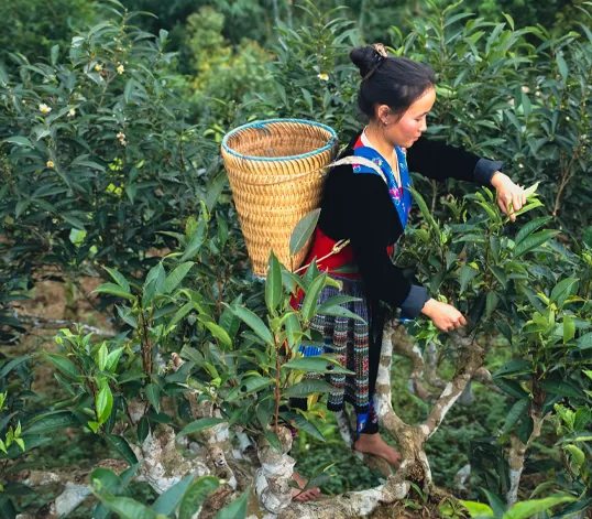 “Thu hái thủ công, giữ trọn vị ngọt hậu và hương núi rừng.”