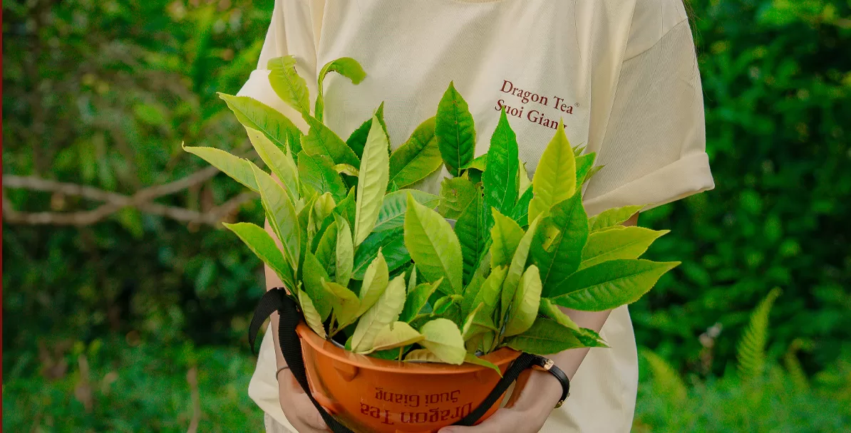 “Trải nghiệm hái búp non Shan Tuyết tại đồi chè Dragon Tea.”