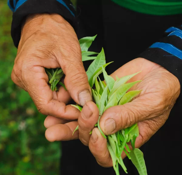 “Gặp gỡ cộng đồng người Mông gắn bó với Shan Tuyết.”