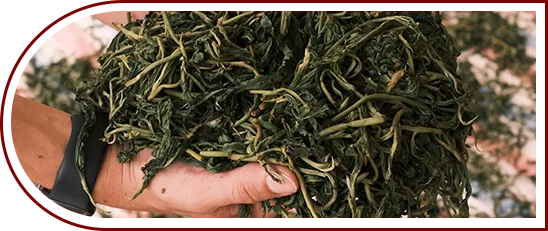 ÁP DỤNG CÔNG NGHỆ CAO TRONG QUY TRÌNH SẢN XUẤT