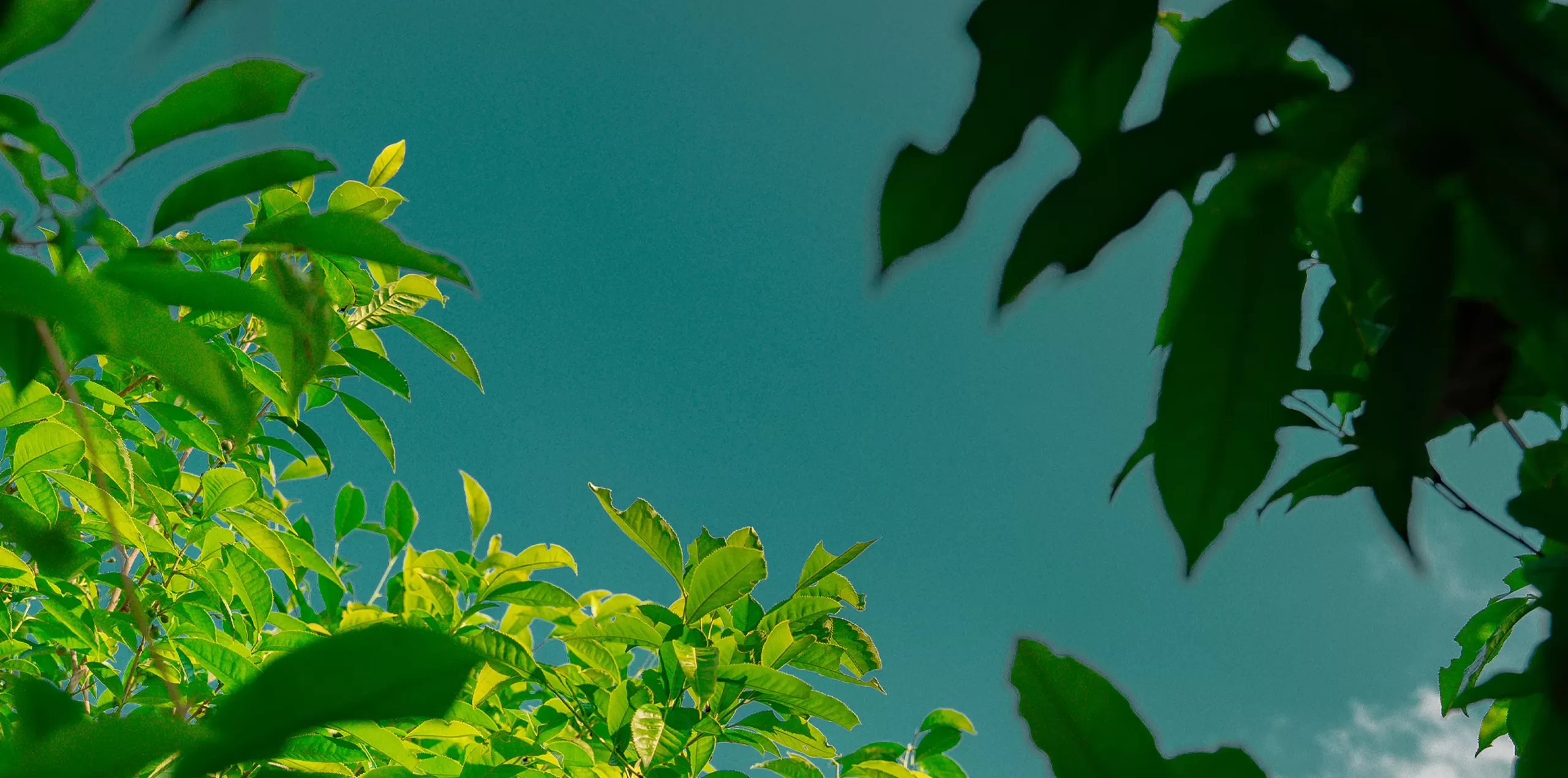 Dragon Tea Suối Giàng