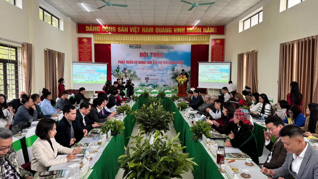 Trà Shan Tuyết Suối Giàng: Di sản xanh giữa ngàn mây và khát vọng xây dựng thương hiệu quốc gia