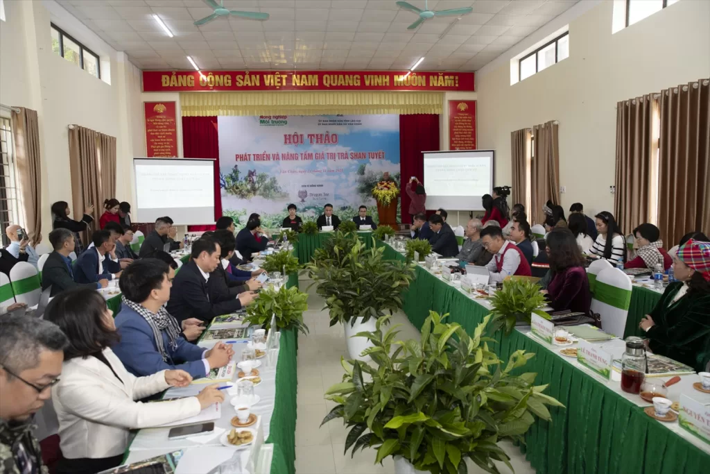 Phát triển và nâng tầm giá trị trà Shan Tuyết