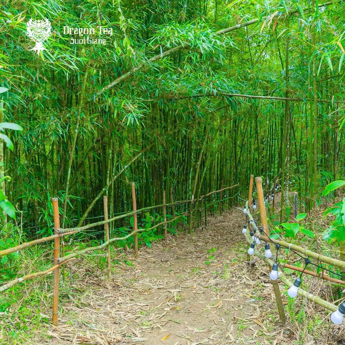 Khám phá rừng trúc nguyên sinh